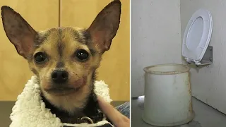 Chihuahua has new lease on life after being rescued from a public toilet tank in Ontario
