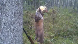 ОХОТА НА КУНИЦУ КАПКАНАМИ.HUNTING THE MARTEN TRAPS