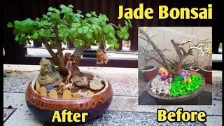 How to make Jade Bonsai from Jade Plang complete guide for beginners