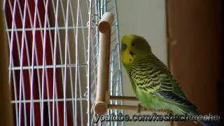 Танцы попугая: волнистый попугай выделывается! – keshacheresha