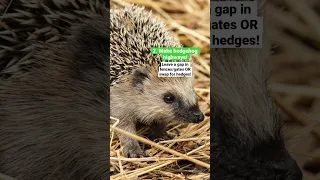 Make your garden hedgehog-friendly! | #WWF #Hedgehog #UKNature