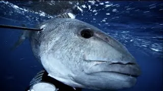 Spearfishing - 10kg Green Jobfish (Uku)