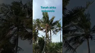 Tanah air ku tidak kulupakan.  #indonesiamerdeka #indonesiasubur#merdekaindonesiaku