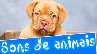 Sons de animais | Aprender sons de animais em português