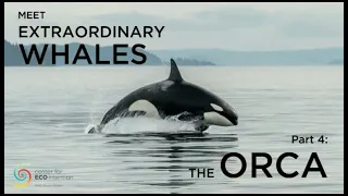 Meet extraordinary whales Part 4: The Orca- by Hans Andeweg ENGLISH  SUBTITLES