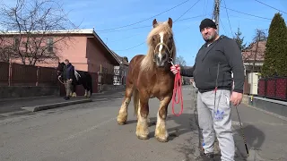 Caii lui Mircea de la Floresti, Cluj- 2024 Nou!!!