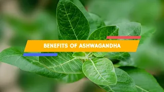 Proven Health Benefits of Ashwagandha