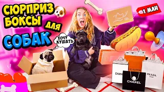 СЮРПРИЗ Боксы ДЛЯ СОБАКИ vs для ЩЕНКА! ВПЕРВЫЕ СЕКРЕТНЫЕ ПОДАРКИ для ЖИВОТНЫХ! ЧТО ВНУТРИ?