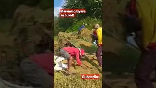 Maraming Biyaya Sa Bukid Pag Masipag Ka Lang! #farming #farmerslife #theseniorsagrifarm #rudycusay