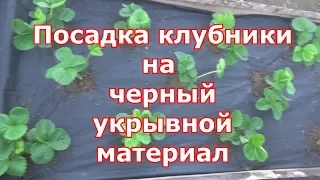 Посадка клубники на черное агроволокно. Черный укрывной материал супер вариант для садовой земляники