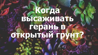 Когда высаживать герань в открытый грунт?