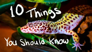 10 Things You Should Know BEFORE You Get A Leopard Gecko