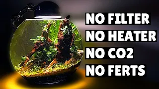 Ultra Low Tech Fish Bowl Aquascape!