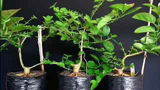 EMPAT BULAN DARI TURUN CANGKOK (SANCANG/PREMNA MICROPHYLLA)