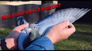 How to tell the difference between Male and Female pigeons.