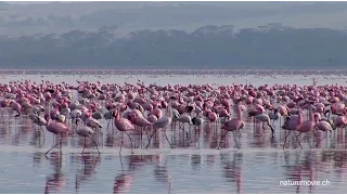 Flamingo, Lake Nakuru