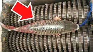 Incredible Top 10 Craziest Farm Processing Technology Explained