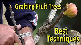 Grafting Fruit Trees | The 2 Best Techniques for Grafting Figs and other fruit trees