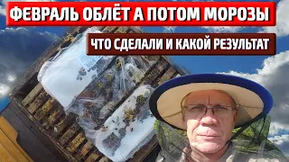 Подкормка пчел в феврале  Результат зимовки в марте Пасека