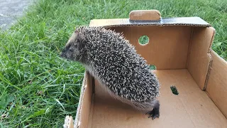 Helping a baby hedgehog | #igelüberwintern (part 1)