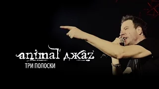 Animal ДжаZ - Три полоски - ALL STAR TV 2015