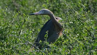 Welcome to the Island Where Egrets Rule