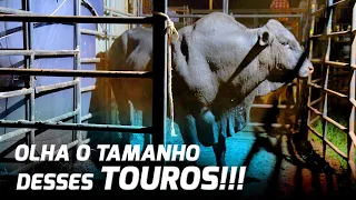 Os TOUROS são ENORMES 😮😮 - Bastidores #CRP235