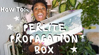 EASIEST Way to Propagate | How To Make Perlite Propagation Box |