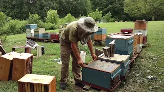 🔵Checking a hive we prevented from swarming in early April. (they made over 100 lbs of honey)