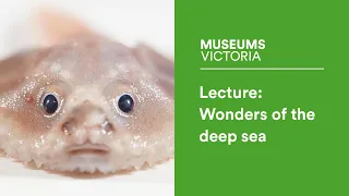 Museum Lecture: Wonders of the deep sea