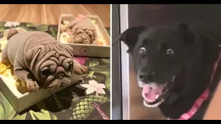 Dog Reaction to Cutting cake 😂 - funny Dog Cake Reaction Compilation | #2💗 #shorts