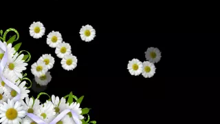 Футаж Солнечные брызги HD White daisies