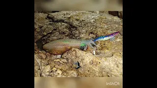 Israel Nahariya Squid fishing