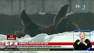 Cum se simt animalele de la grădina zoologică din Braşov pe timp de ger