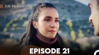 The Pigeon Episode 21 (FULL HD)