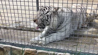 Белый тигр! White tiger! Тайган