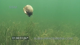 Swimming Bay Scallops Homosassa Florida