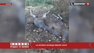 На Волині нелюди вбили лося