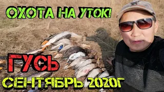 Охотились на уток а добыли гуся! Duck Hunting of Yakutia! 19.09.2020г. Свежак!