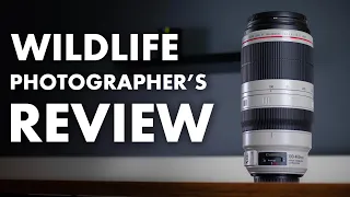 Canon 100-400mm f/4.5-5.6 L IS ii for Wildlife Photography - REVIEW