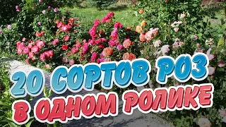 20 сортов роз в одном ролике