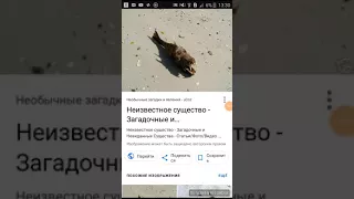 Неизвестные существа снятые на камеру