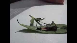 Cerura vinula (puss moth) molting