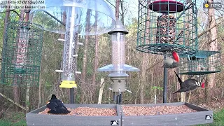 Pileated and Red-belly