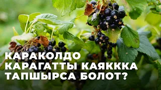 Караколдо карагат кандай сатылып атат?