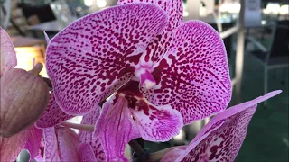 Предпраздничный завоз орхидей в Оби 30 сентября 2020г. С праздником, дорогие Учителя!!