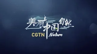 CGTN Nature  Shennongjia Series | Episode 8  Wintertime Survival