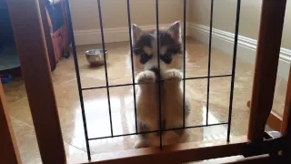 Husky Einstein puppy's first howl