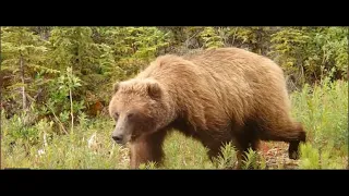 Difference Between Grizzly Brown and Kodiak Bears