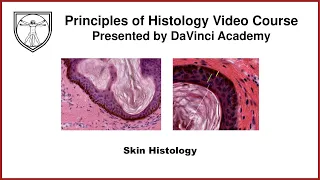 Skin Histology [Integumentary System Histology Part 1 of 2]